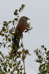 Malagasy coucal or Madagascar coucal (Centropus toulou) - Madagascar