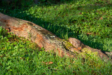 朝日をあびる草と木の根