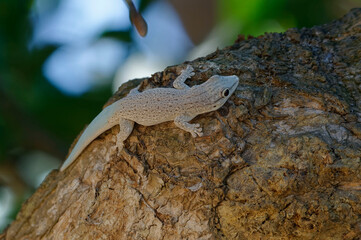Thicktail day gecko (Phelsuma mutabilis) - Madagascar