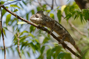 Malagasy giant chameleon (Furcifer oustaleti) - Madagascar