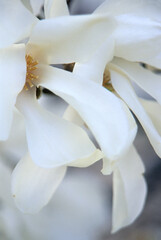 Fototapeta premium 456-62 Magnolia Blossom Close-up