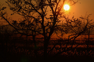 colorful sunset background in autumn with a tree without leaves in nationalpark neusiedler see,