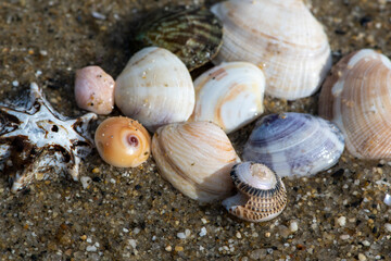浜辺の貝殻
