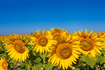 field of sunflowers