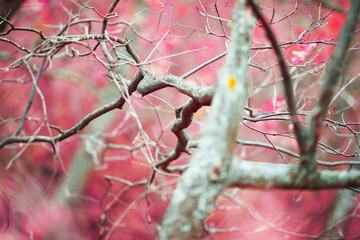 forest in autumn with beautiful foliage and delightful colors