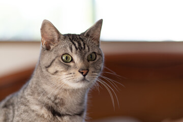 優しい猫の眼差し　サバトラ猫