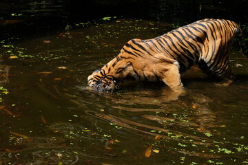 Fototapeta na wymiar white tiger drinking water