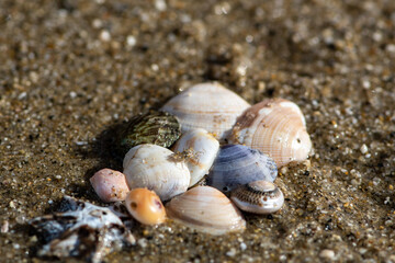浜辺の貝殻と小さなカニ