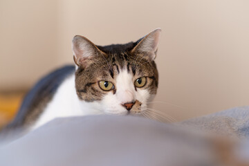 可愛い猫ちゃん　キジトラ猫