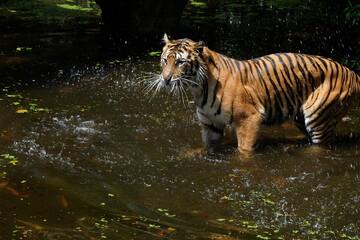 Naklejka na ściany i meble tiger in water
