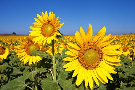 sunflowers in the field © lucastrings