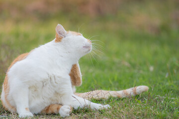 猫の掻くしぐさ　茶白猫