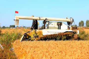 Harvester machine is harvesting rice