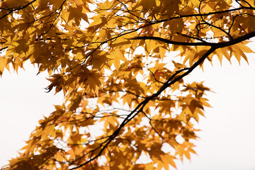 秋色　黄色に色づくカエデ