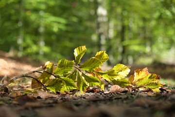 A twig with beech (Fagus) leaves lies on a path in a forest in an autumn scenery
