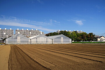 郊外のビニールハウスのある秋の畑風景