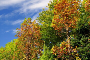 Naklejka premium 色づき始めた秋の公園の木々と青空