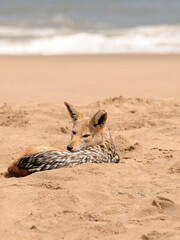A black-backed jackal resting on the beach in the Namib desert