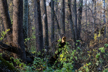 Wonderful autumn forest landscape. Voronezh Nature Reserve. The Central part of European Russia.