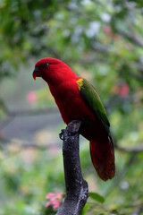 red and green macaw