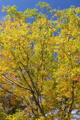 Fototapeta na wymiar 公園の黄葉の欅