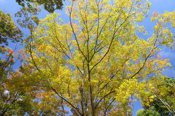 公園の黄葉の欅