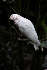 close up of a bird