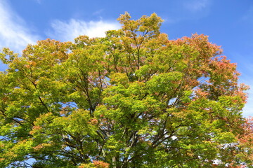 公園の色づき始めた欅と青空