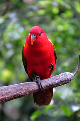 red bird