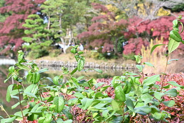 Close-up green leaves with red colored tree leaves as its background 