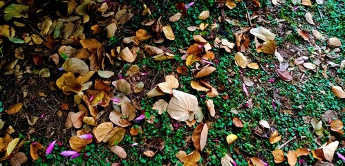 Autumn​ leaves​