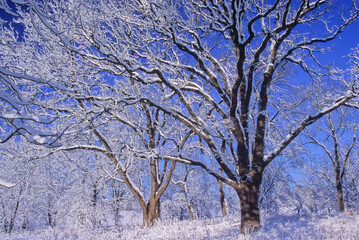 Fototapeta premium 453-62 Willoway Winter Oaks