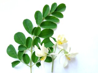 Moringa leaves and flowers (Moringa oleifera) Moringa powder capsules Isolated on a white background Moringa powder for making tea(herbs)	