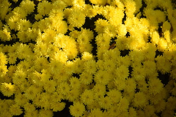 Żółte chryzantemy kwiaty jesienne tło
