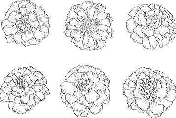 Set of 6 marigold flowers in outline tattoo style. Hand drawn floral monochrome graphic illustration for coloring pages or other design uses