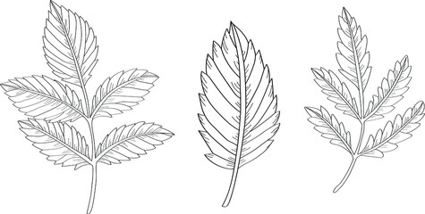 Set of hand drawn leaves. Black outline  contour illustration isolated on white background 