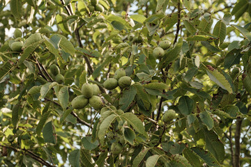 Grüne Walnüsse an einem Walnussbaum / Nussbaum