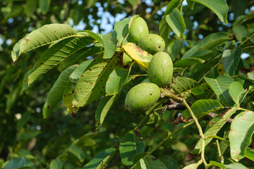 Blätter und Früchte / grüne Walnüsse an Zweigen und Ästen in einem Walnussbaum