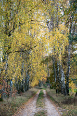 Herbstlich verfärbte Birken an einem Waldweg