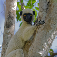 Von der Decken's sifaka (Propithecus deckenii) - Madagascar