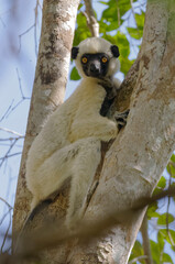 Von der Decken's sifaka (Propithecus deckenii) - Madagascar