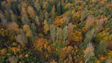 Fototapeta premium mountains and forest landscape with indian summer colors