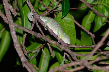Malagasy giant chameleon (Furcifer oustaleti) - Madagascar