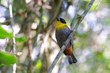 Nelicourvi weaver (Ploceus nelicourvi) - Ranomafana, Madagascar