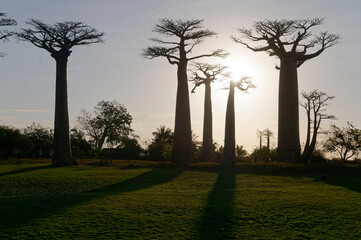 Baobab trees - Morondava, Madagascar
