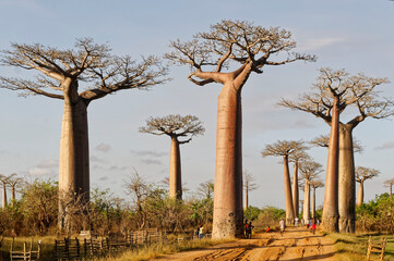 Fototapeta na wymiar Baobab trees - Morondava, Madagascar