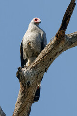 Madagascar Harrier-Hawk (Polyboroides radiatus) - Madagascar