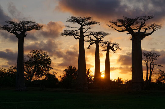 Baobab Trees - Morondava, Madagascar