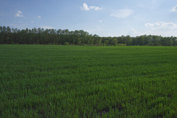 Beautiful cloudy sky over a green farm field. Fresh wheat sprouts in a spring field. Agricultural landscape.