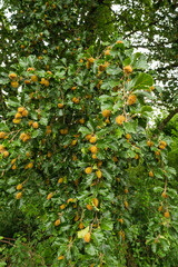 Bucheckern zwischen Zeigen und Bl&auml;ttern am Baum / in einer Buche